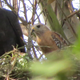The female common black hawk (left) and male red-shouldered hawk (right) in their nest